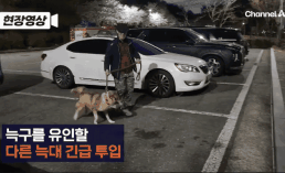 "산책 나와 신난 듯" "강아지잖아" '대전오월드' 늑대 탈출 반응 보니