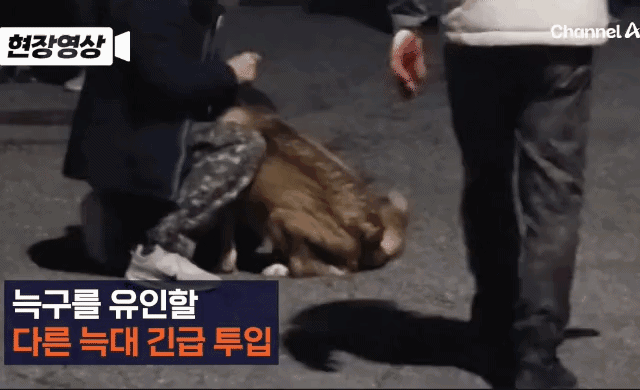 영상채널A 보도 화면 캡처