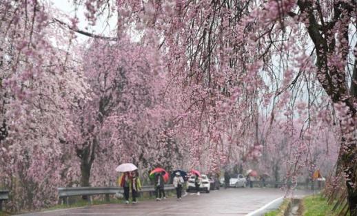 South Korea emerges as top travel destination for spring
