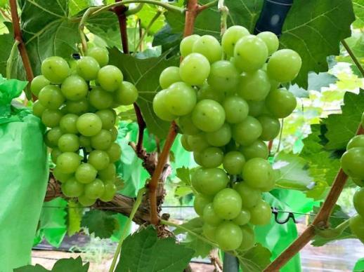 日 종묘법 개정해 샤인머스캣 유출 원천 봉쇄… 출원 단계부터 수출 금지