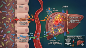 KMU professor identifies gut-liver mechanism for diagnosing and treating fatty liver disease