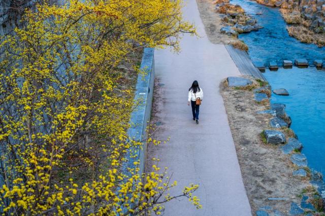 벚꽃이 전부는 아니다…남들은 모르는 서울 봄꽃 명소 뒷얘기
