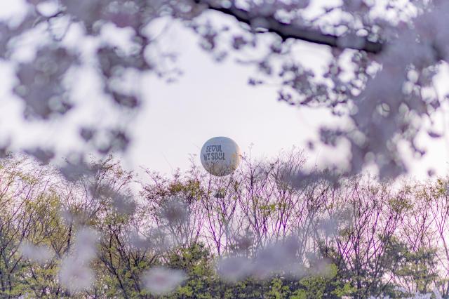 벚꽃과 어우러진 서울달 사진서울관광재단