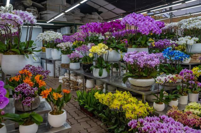 난꽃을 피운 분화 매장 사진서울관광재단