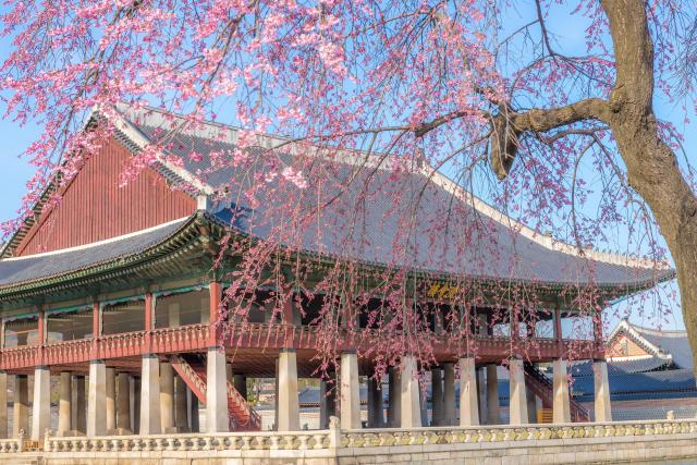 수양벚꽃 드리운 경회루 사진서울관광재단
