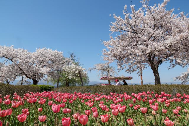 Flower-themed festival underway as spring in full bloom