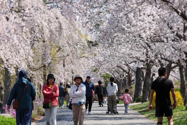 The 2026 Gyeongpo Cherry Blossom Festival continues at Gyeongpo Lake in Gangneung Gangwon Province on April 8 2026 AJP Yoo Na-hyun