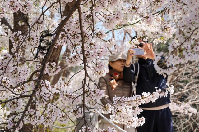 The 2026 Gyeongpo Cherry Blossom Festival continues at Gyeongpo Lake in Gangneung Gangwon Province on April 8 2026 AJP Yoo Na-hyun 20260408