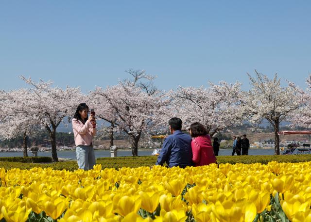 The 2026 Gyeongpo Cherry Blossom Festival continues at Gyeongpo Lake in Gangneung Gangwon Province on April 8 2026 AJP Yoo Na-hyun 20260408