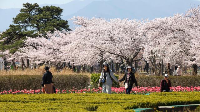The 2026 Gyeongpo Cherry Blossom Festival continues at Gyeongpo Lake in Gangneung Gangwon Province on April 8 2026 AJP Yoo Na-hyun 20260408