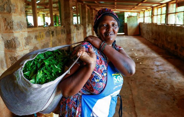 Margaret Gichuki 47 a tea farmer holds a basket after weighing her freshly plucked tea leaves at the Githuthi-ini tea buying center in Nyeri County Kenya March 30 2026 Reuters-Yonhap 