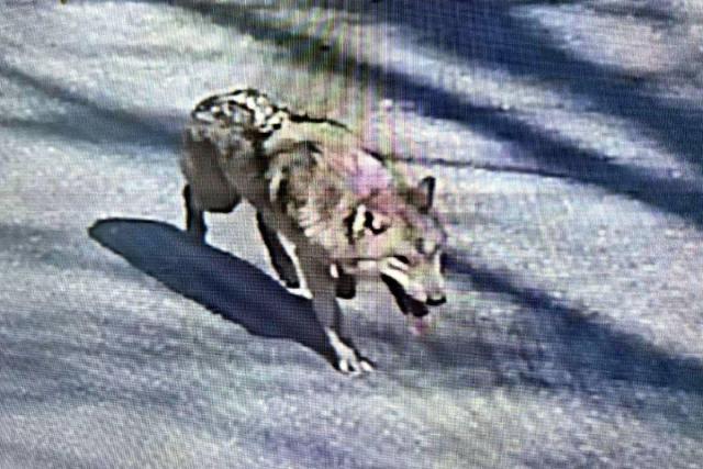 Police intensify search as escaped wolf remains at large for fourth day