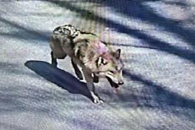 Police intensify search as escaped wolf remains at large for fourth day