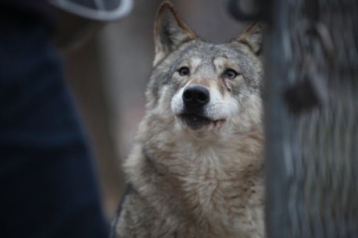 【亚洲人之声】狼出逃五天未归 大田动物园管理问题再受审视