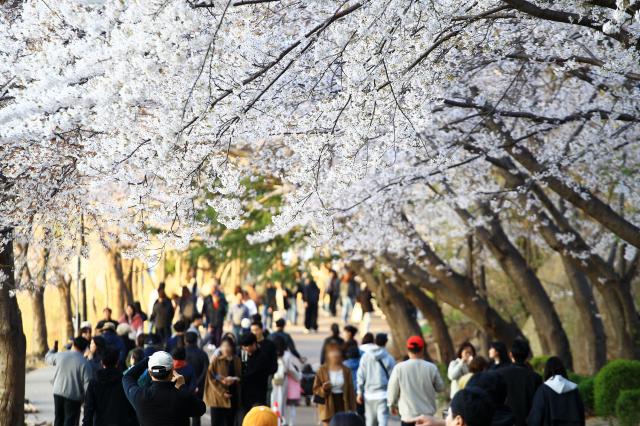 ‘2026 영랑호 벚꽃축제’ 사진속초시