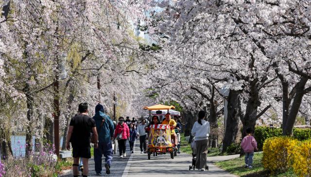 Citizens enjoy the cherry blossom festival at Gyeongpo Lake in Gangneung Gangwon Province on April 8 2026 AJP Yoo Na-hyun 20260408