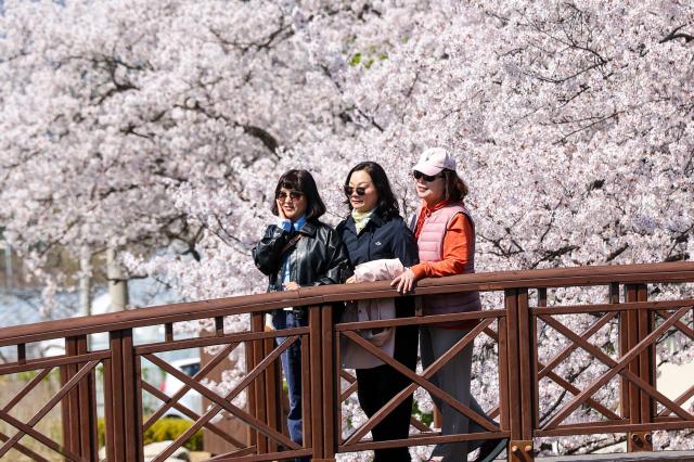 Citizens enjoy the cherry blossom festival at Gyeongpo Lake in Gangneung Gangwon Province on April 8 2026 AJP Yoo Na-hyun 20260408