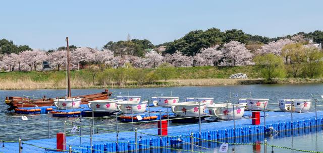 Boats for the “Ojukheon Traditional Boating Experience” are docked near the Gyeongpo Ecological Detention Pond in Gangneung Gangwon Province on April 8 2026 AJP Yoo Na-hyun 20260408