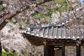 Following the tracks, following the taste (Gangneung) -2