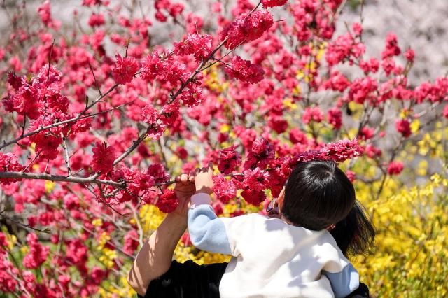 Citizens enjoy the spring at the birthplace of Heo Gyun and Heo Nanseolheon in Gangneung Gangwon Province on April 8 2026 AJP Yoo Na-hyun 20260408