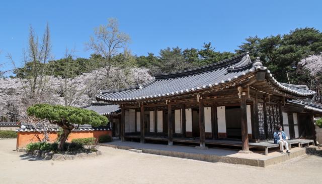 Citizens enjoy the spring at the birthplace of Heo Gyun and Heo Nanseolheon in Gangneung Gangwon Province on April 8 2026 AJP Yoo Na-hyun 20260408