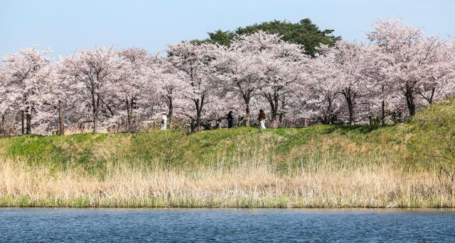 Citizens walk along the trail around Gyeongpo Lake in Gangneung Gangwon Province on April 8 2026 AJP Yoo Na-hyun 20260408