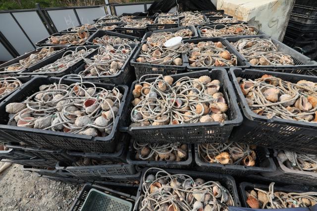 Conch shells used for webfoot octopus fishing are piled up at Sorae Fish Market in Incheon April 13 2026 AJP Han Jun-gu