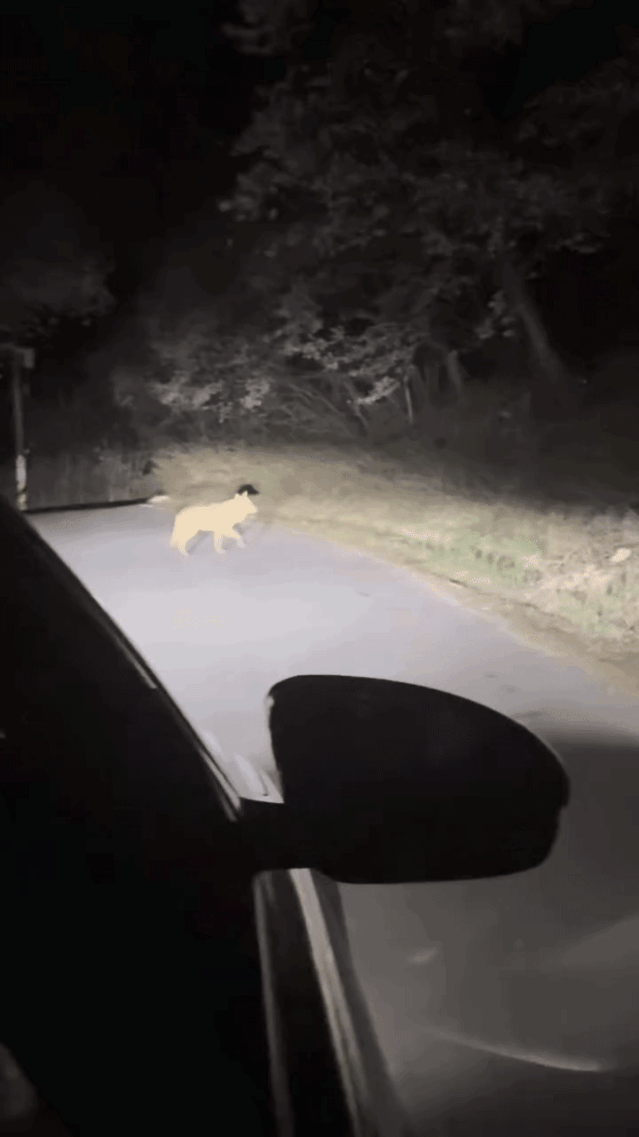 영상제보자 인스타그램 캡처