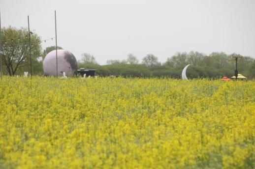 부여군, 금강이 노랗게 물든다…세도, 방울토마토·유채꽃 봄 대향연