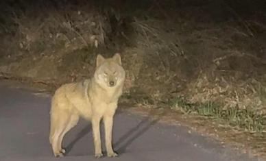 "겁 먹은 것 같았다"…늑구, 실시간 위치 추적 홈페이지 등장