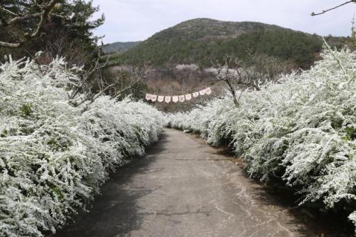 보령시, 순백의 꽃길 170m…보령무궁화수목원, 봄 절정 맞았다