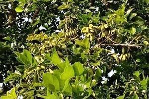 사진상선미쓰이 제공