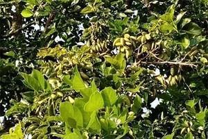 [NNA] 상선미쓰이 등 3사, 바이오 연료 식물 시험 재배 착수