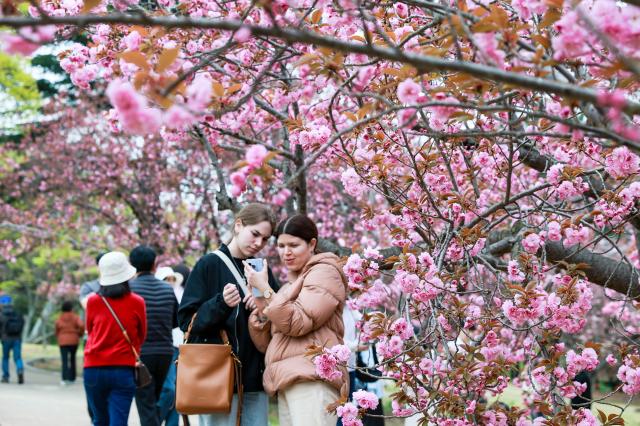 지난 14일 경주 불국사공원 겹벚꽃 아래에서 방문객들이 사진을 찍으며 추억을 남기고 있다 사진경주시