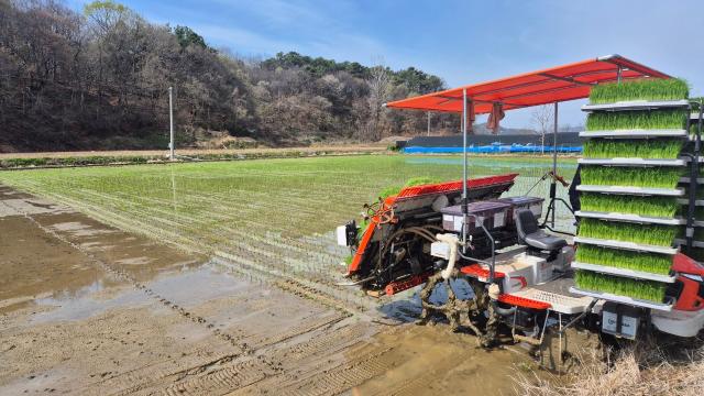 모내기사진보령시