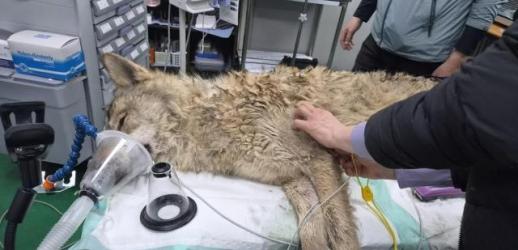 오월드 복귀한 늑구, 아직 못 본다…관람 시점 언제쯤?