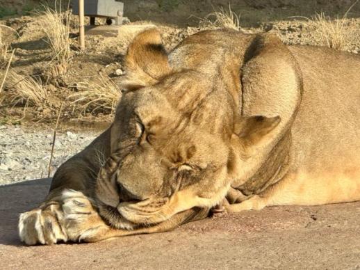 [강상헌의 트래블 픽] 몰입형 사파리부터 판다월드까지…에버랜드는 지금 동물 천국