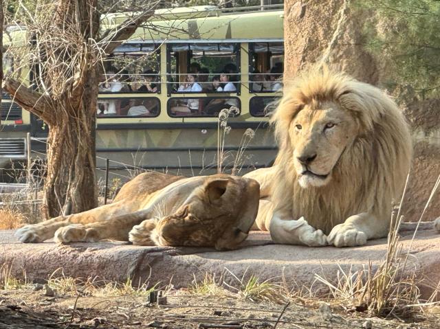 에버랜드 사파리월드 내 사자들이 쉬고 있다 사진강상헌 기자