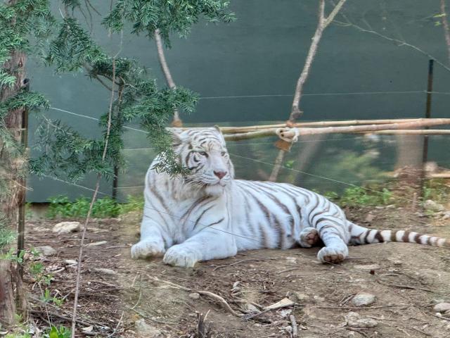 에버랜드 사파리월드 내 백호의 모습 사진강상헌 기자