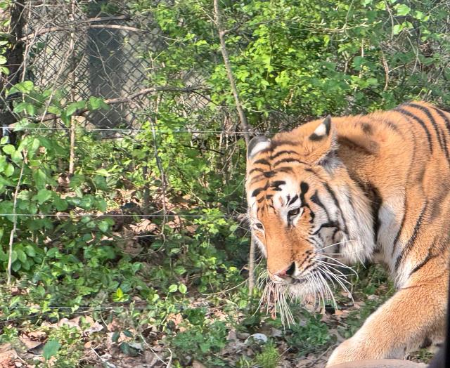 에버랜드 사파리월드 내 호랑이가 움직이고 있다 사진강상헌 기자