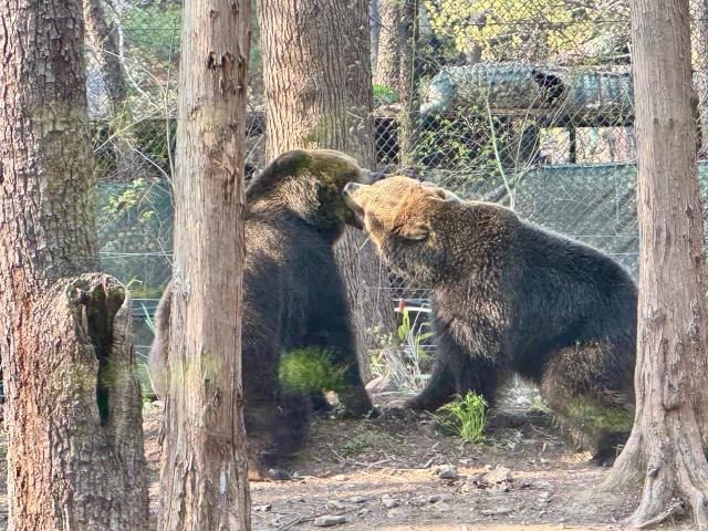에버랜드 사파리월드 내 불곰들의 모습 사진강상헌 기자