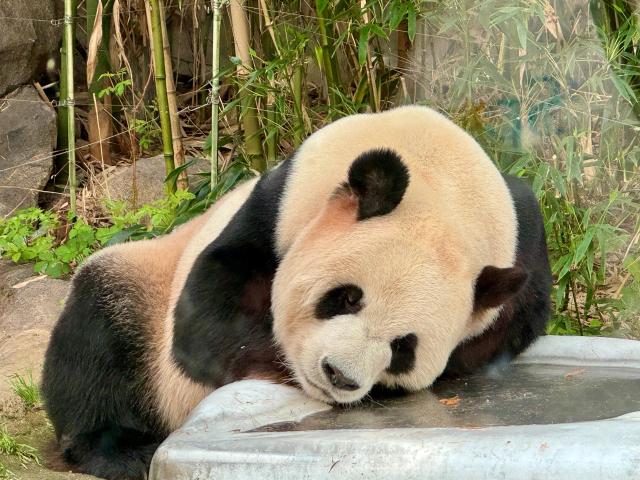 에버랜드 판다월드 내 러바오가 잠 자고 있다 사진강상헌 기자