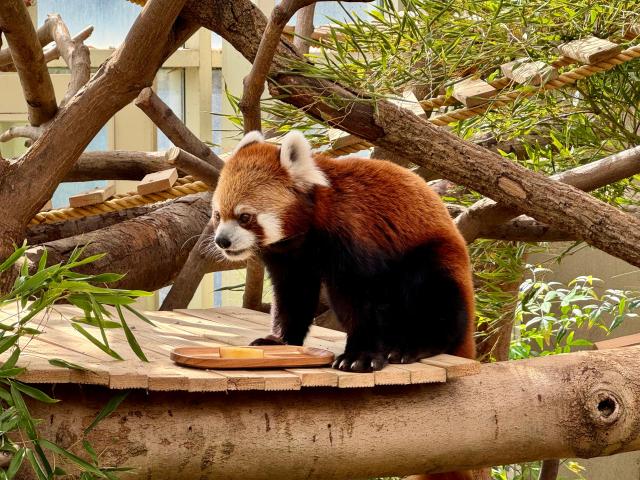 에버랜드 판다월드 내 레서판다 레시가 먹이를 먹고 있다 사진강상헌 기자