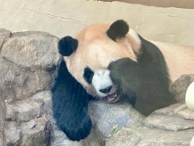 에버랜드 내 판다 세컨드하우스에 있는 루이바오의 모습. [사진=강상헌 기자]