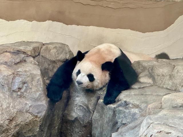 에버랜드 내 판다 세컨드하우스에 있는 루이바오의 모습 사진강상헌 기자