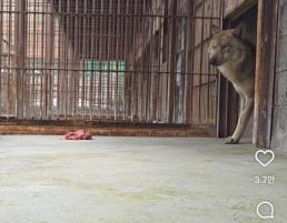 먹이 앞에서도 경계심 강해…늑구, 근황 보니