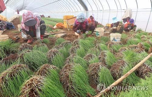 K-ẩm thực như một vị thuốc: Hương xuân trong một nắm rau Dallae (달래)