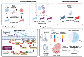 Sookmyung Womens University researchers identify potential treatment for rare muscle disease