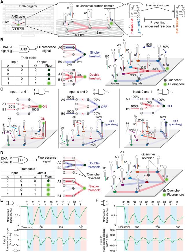 This figure shows how DNA strands are arranged to act as biological switches that turn on or off based on specific chemical signals Researchers used light signals to prove these molecules can process information and perform logic calculations just like a standard computer chip Courtesy of KAIST