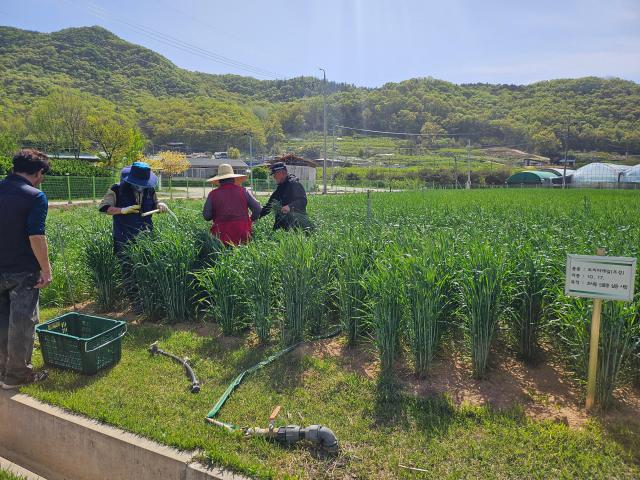 군위군, 조사료 자급률 향상 박차… 트리티케일 현장 실증 ‘눈길’.[사진=군위군]